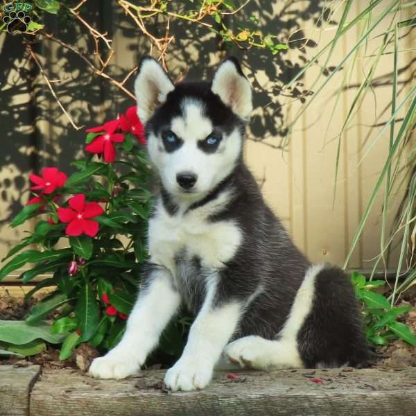 Jimmy, Siberian Husky Puppy